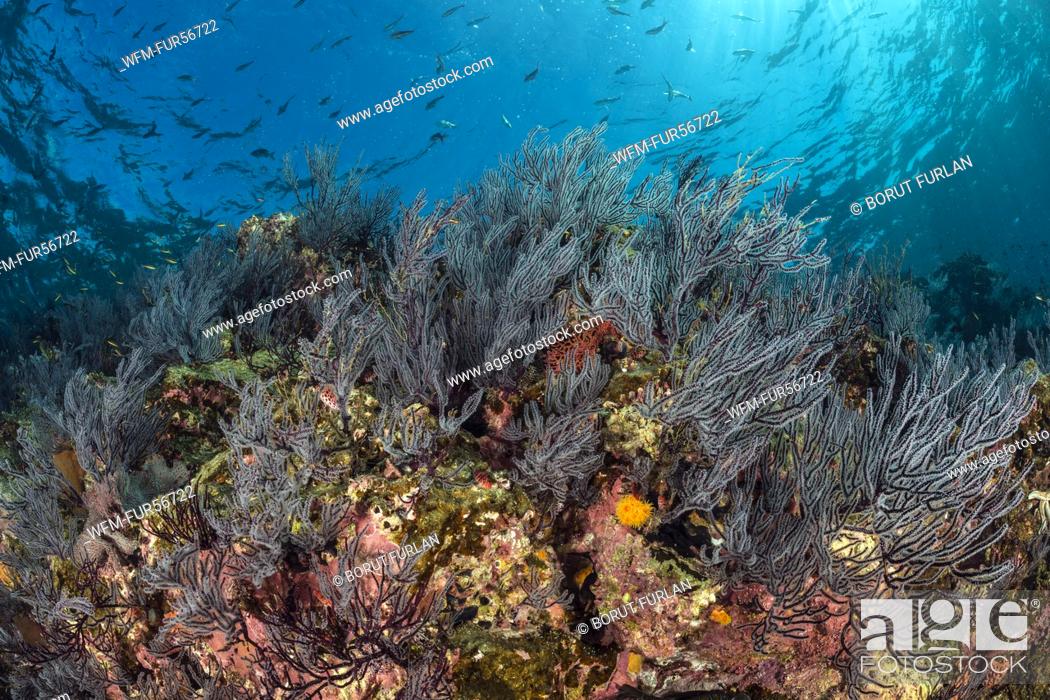 Stock Photo: Sea Fans on Coral Reef, Muricea californica, La Paz, Baja California Sur, Mexico.
