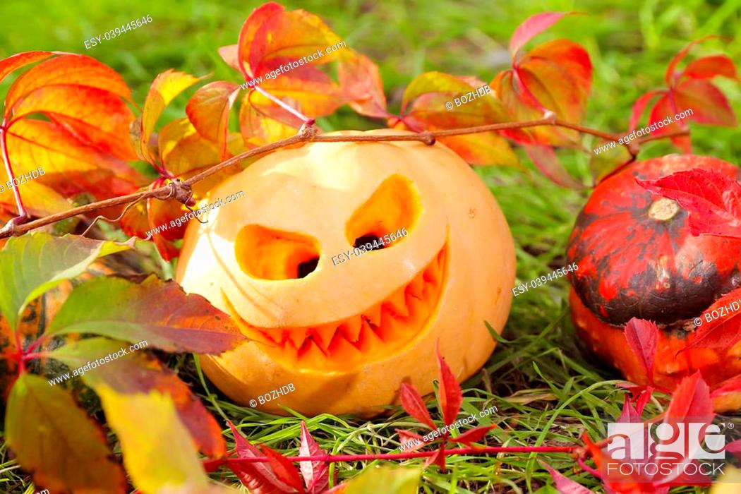 Stock Photo: Halloween pumpkins in autumn leaves, close up.