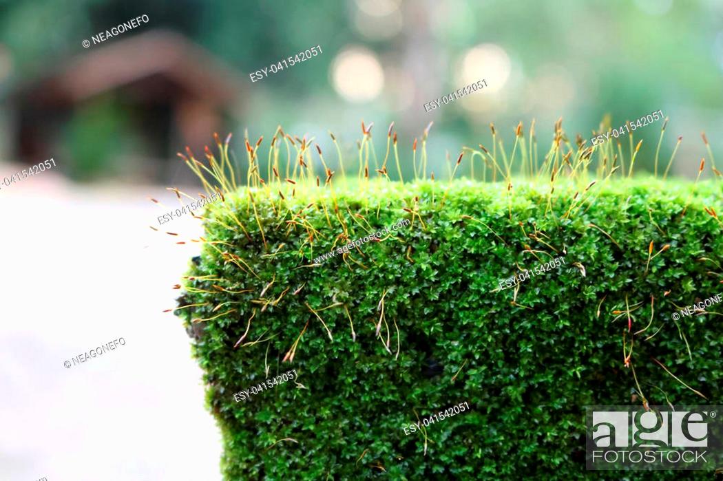 Stock Photo: Moss and algae on rocks in the garden. Rain forest in Thailand.