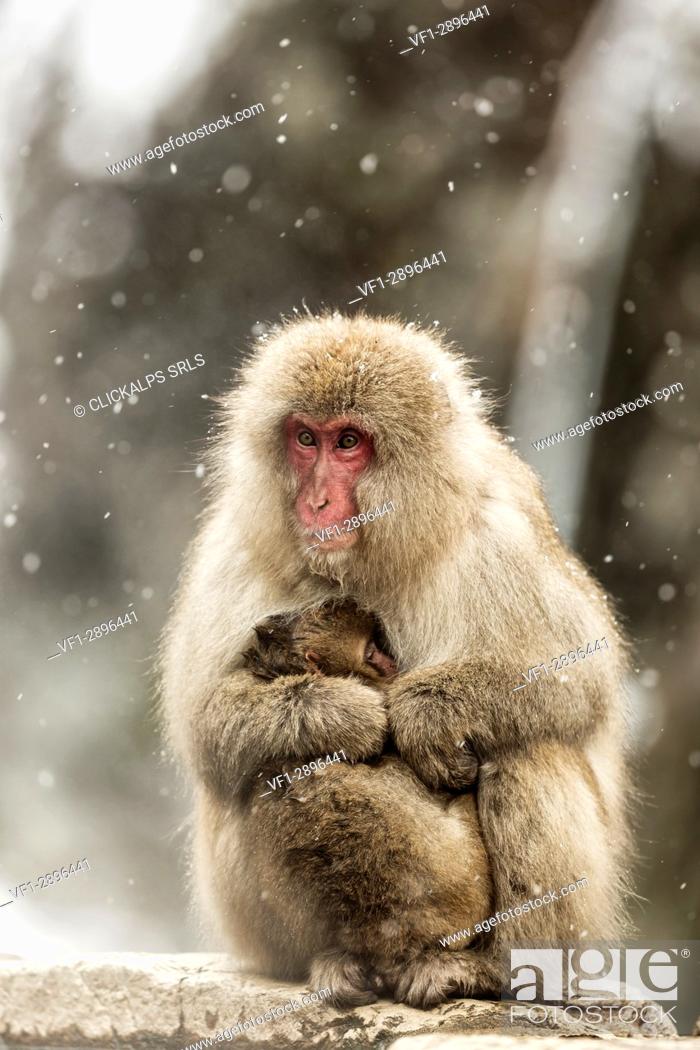 Stock Photo: Snow monkeys of Jogokudani valley, Nakano, Nagano prefecture, Japan.