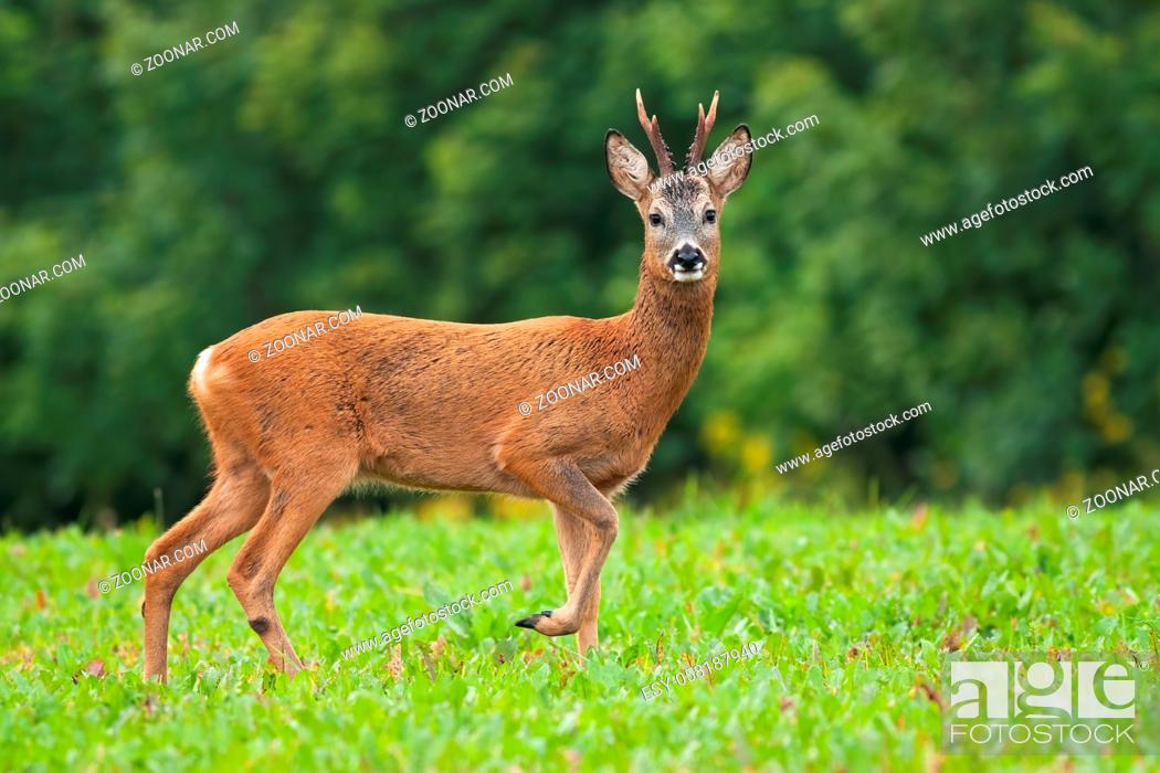 Stock Photo: Roe deer, capreolus capreolus, male standing on meadow in summertime nature. Wild mammal walking from side view and looking to the camera on green field.
