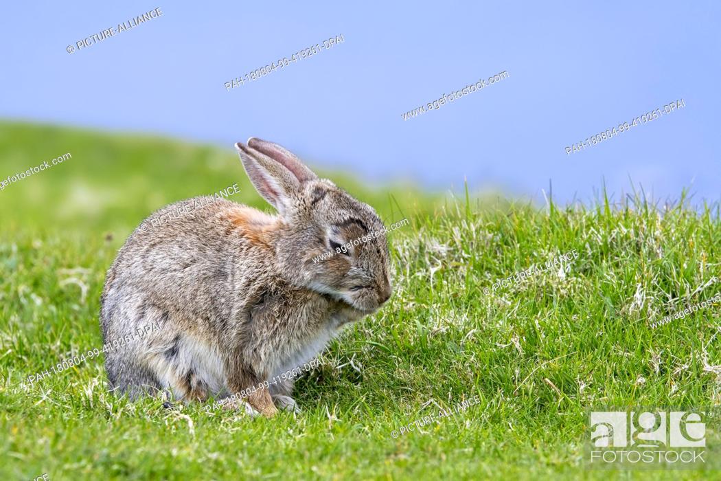 Stock Photo: 12 July 2018, Scotland: A European rabbit (Oryctolagus cuniculus) sits on a meadow.- NO WIRE SERVICE - Photo: Philippe Clément/dpa.