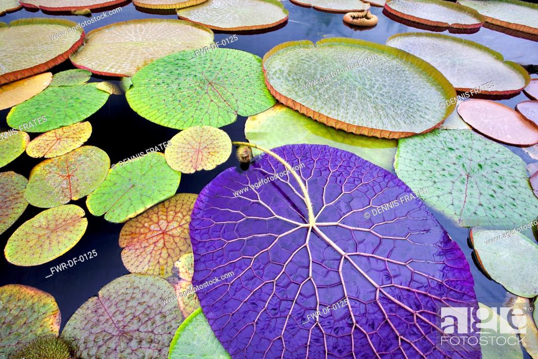 Stock Photo: Close up of Eurgale Ferox tropical waterlily leaf turned upside down, Hughes Water Gardens, Oregon, USA.