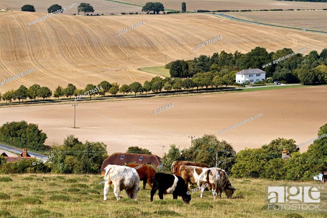 Stock Photo: UK Oxfordshire Streatley Grazing Cattle.