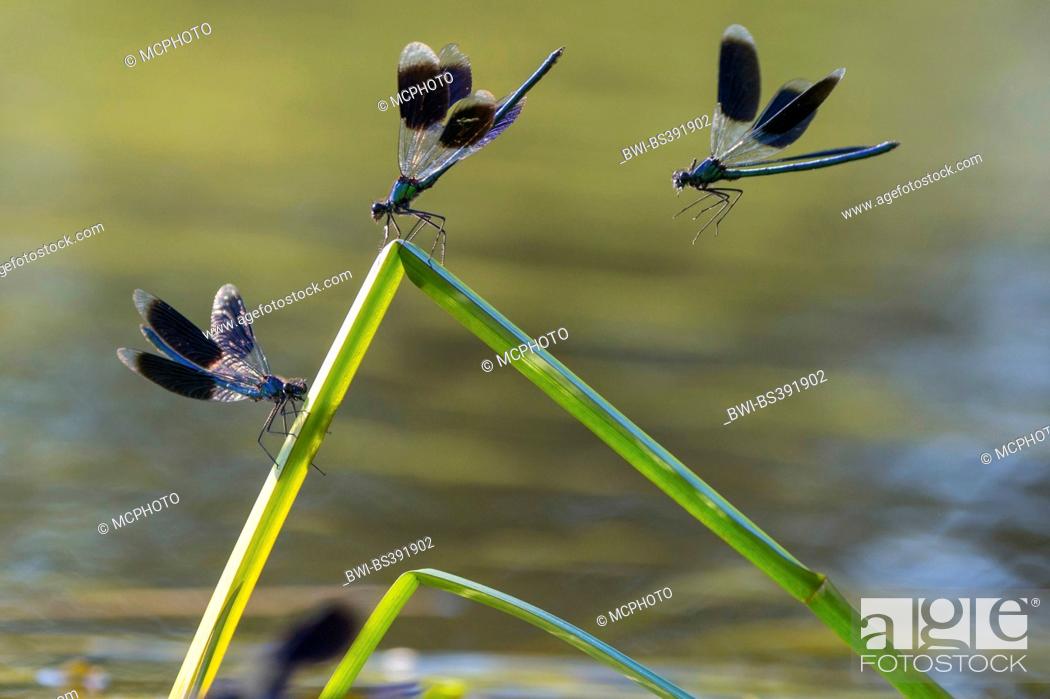 Stock Photo: banded blackwings, banded agrion, banded demoiselle (Calopteryx splendens, Agrion splendens), three banded blackwings on buckled blades of reed, Germany.