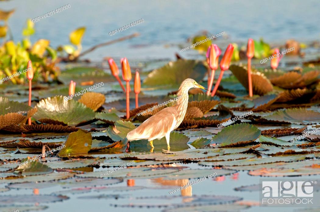 Stock Photo: Thailand, Chinese Pond Heron, Ardeola bacchus, water lilies pink, nymphaea pubescens.