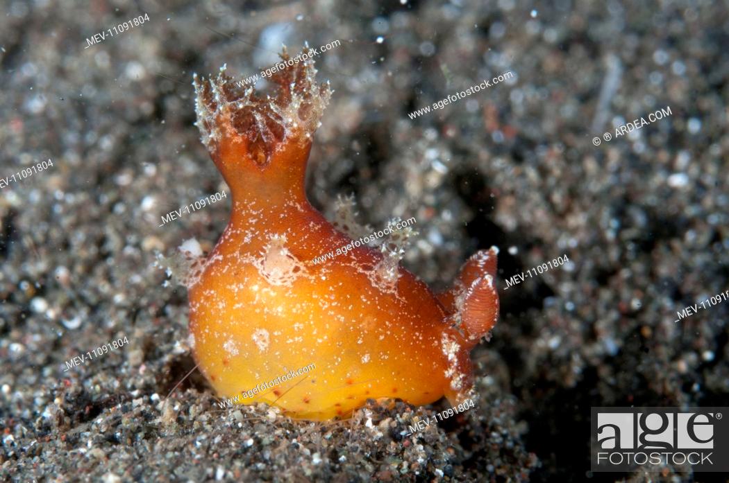 Stock Photo: Spotted-foot Plocamopherus Nudibranch.