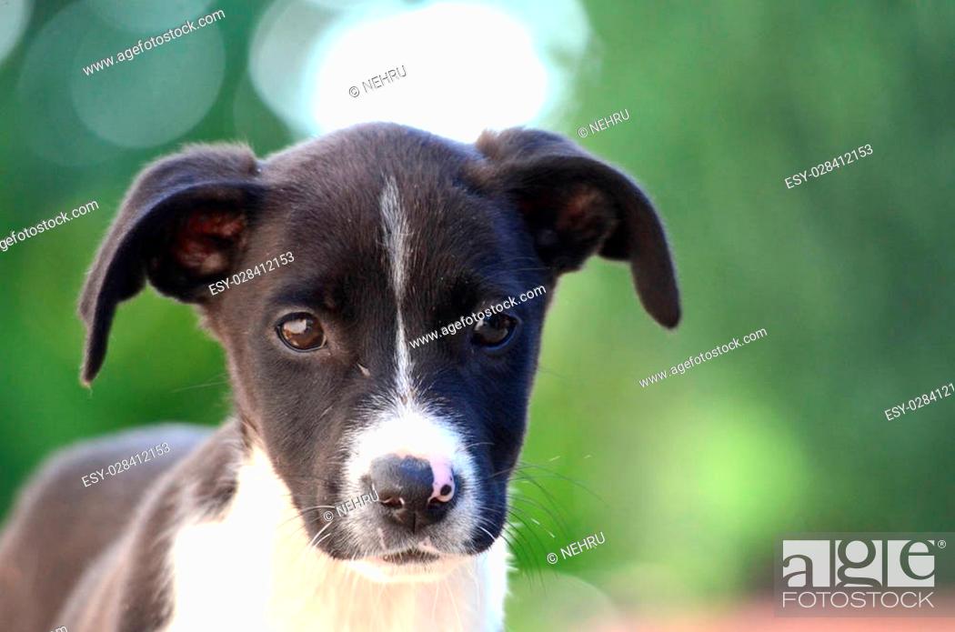 Stock Photo: Cute Puppies of Amstaff dog, animal theme.
