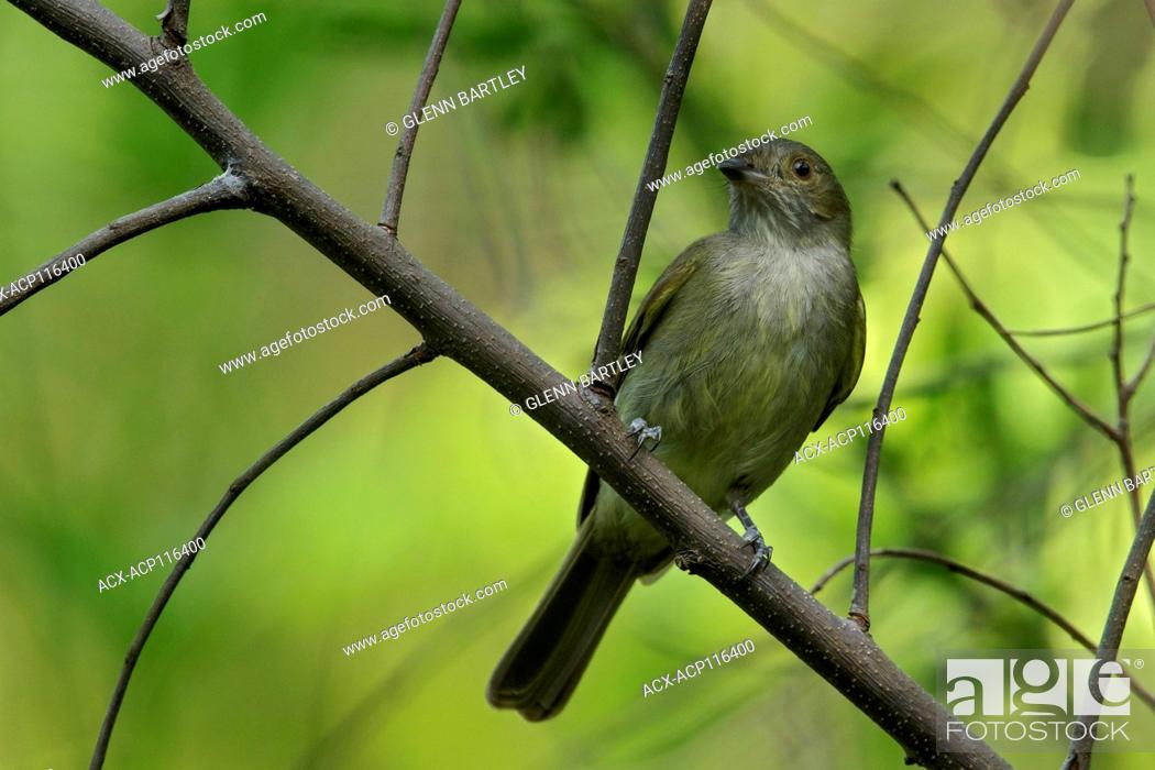 Stock Photo: Pale-bellied Tyrant-Manakin (Neopelma pallescens) perched on a branch in the grasslands of Guyana.