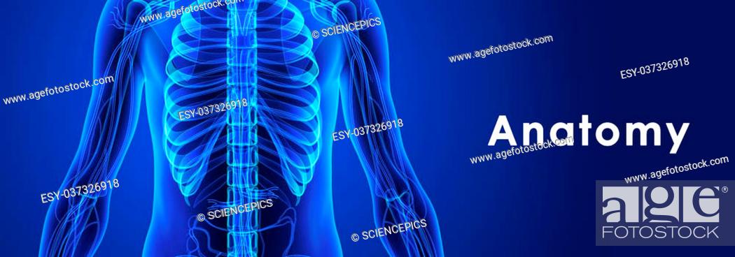 Anatomy is the branch of biology concerned with the study of the structure  of animals and their..., Stock Photo, Picture And Low Budget Royalty Free  Image. Pic. ESY-037326918 | agefotostock