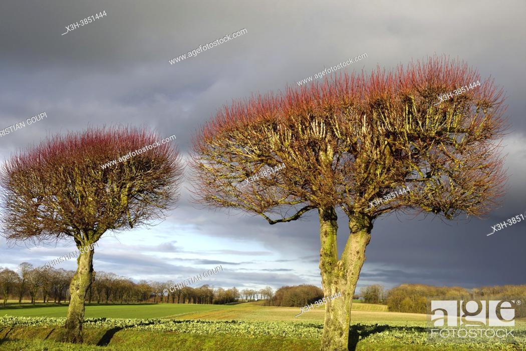 Stock Photo: Pruned lime trees bordering a country road under stormy sky, Eure-et-Loir department, Centre-Val-de-Loire region, France, Europe.