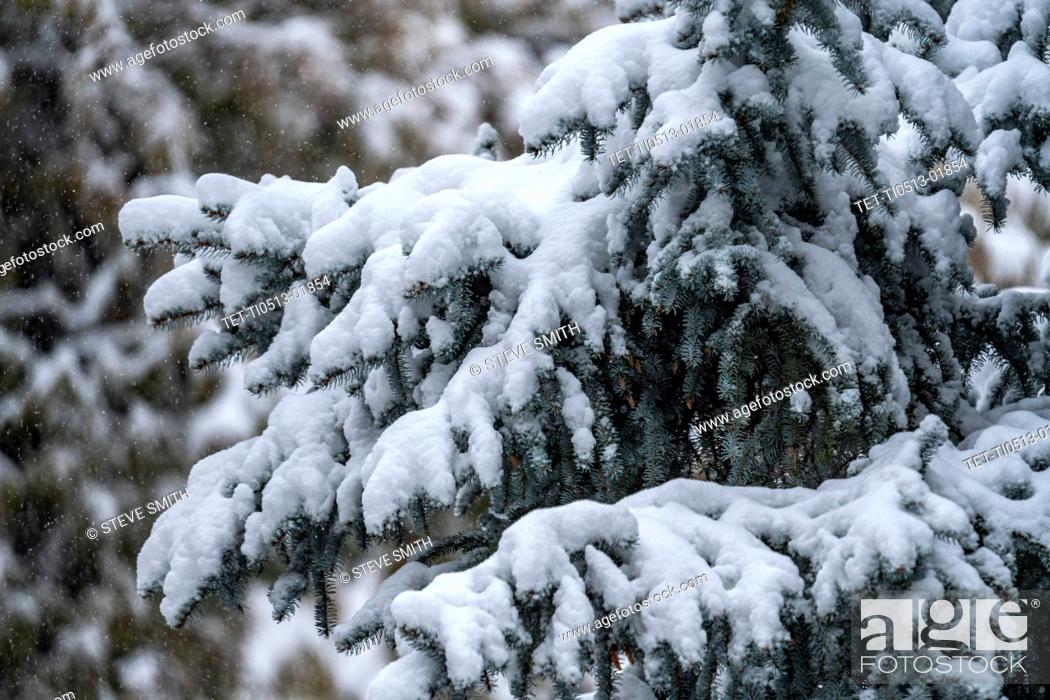 Stock Photo: Pine tree covered with winter snow.