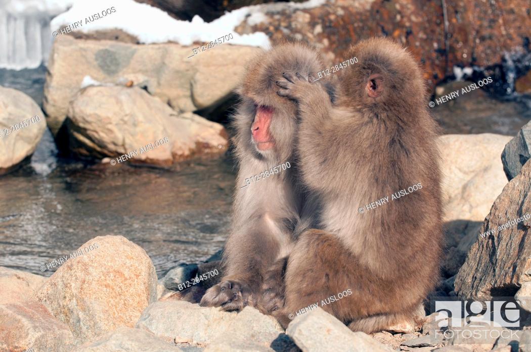 Stock Photo: Japanese macaque or snow japanese monkey (Macaca fuscata), Japan.