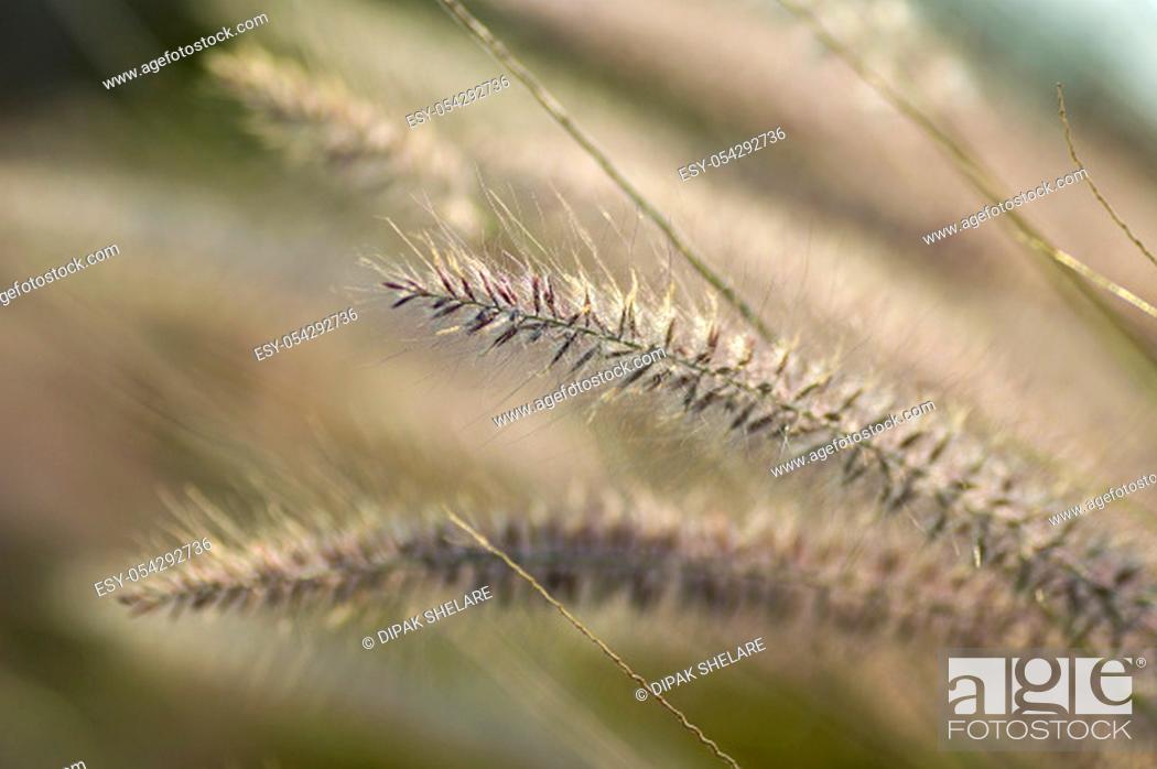 Stock Photo: Fountain Grass Ornamental Plant in Garden with soft focus background.