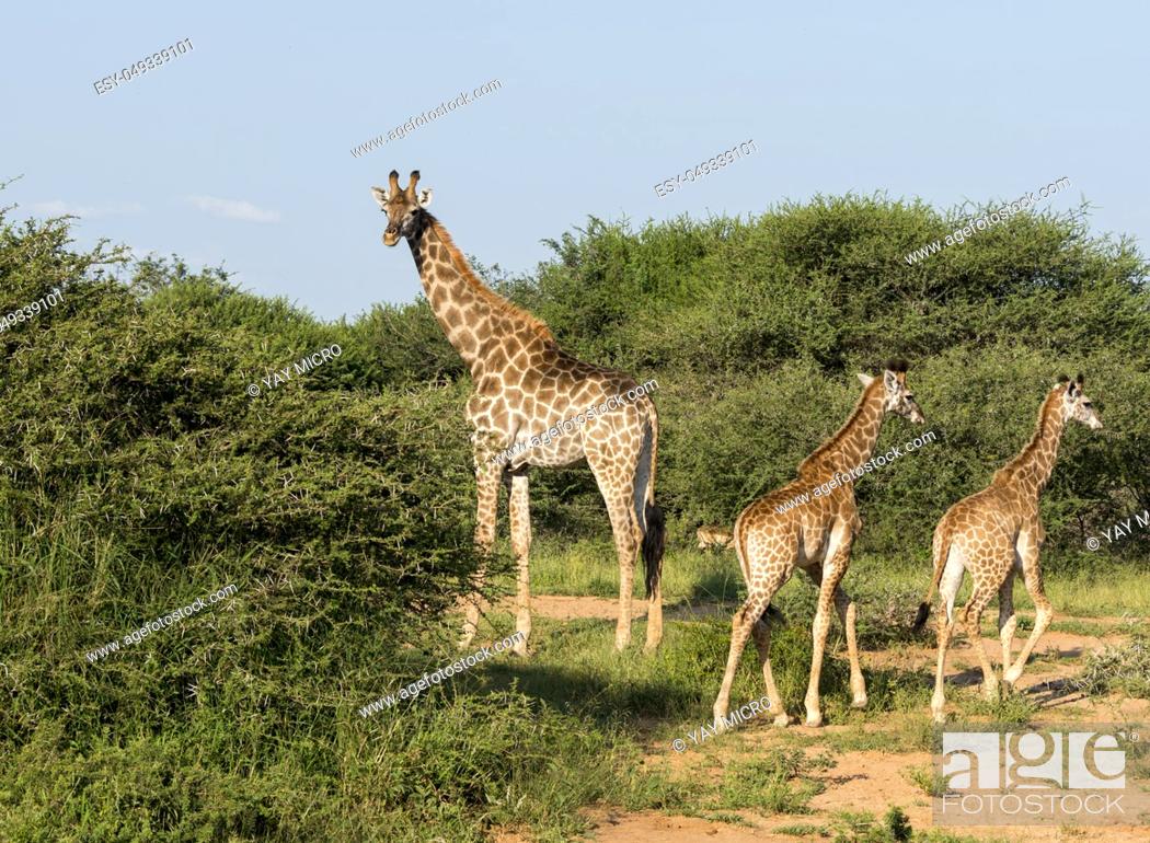 South African giraffes, big family graze in the wild forest, wildlife  animals safari, Stock Photo, Picture And Low Budget Royalty Free Image.  Pic. ESY-049339101 | agefotostock