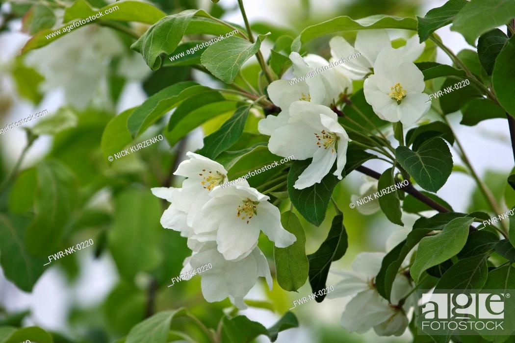 Stock Photo: Crab apple, Siberian crab apple, Malus mandshurica, Small white flower blossoms growing outdoor on the tree.