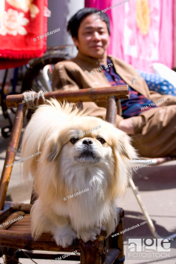 Stock Photo: Man with local Pekinese dog in Zi Zhong Road, old French Quarter in Shanghai, China.