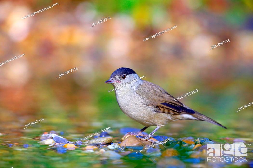 Stock Photo: Blackcap (Sylvia atricapilla) male in shallow water, Solms, Hesse.