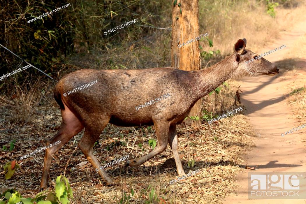 Sambar deer, tadoba andhari tiger reserve, chandrapur, Maharashtra, India,  Asia, Stock Photo, Picture And Rights Managed Image. Pic. DPA-RMS-267795 |  agefotostock