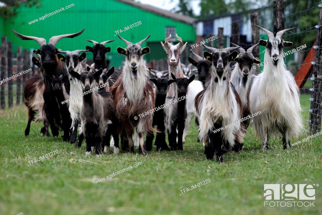 19 Beautiful Long-Haired Goat Breeds - Farmhouse Guide