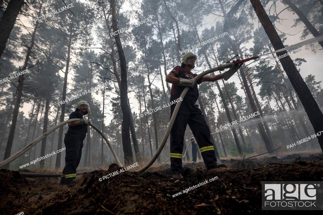 Stock Photo: 24 August 2018, Germany, Treuenbrietzen: Firefighters fighting a forest fire at Treuenbrietzen. Approximately 600 emergency forces were able to contain the.
