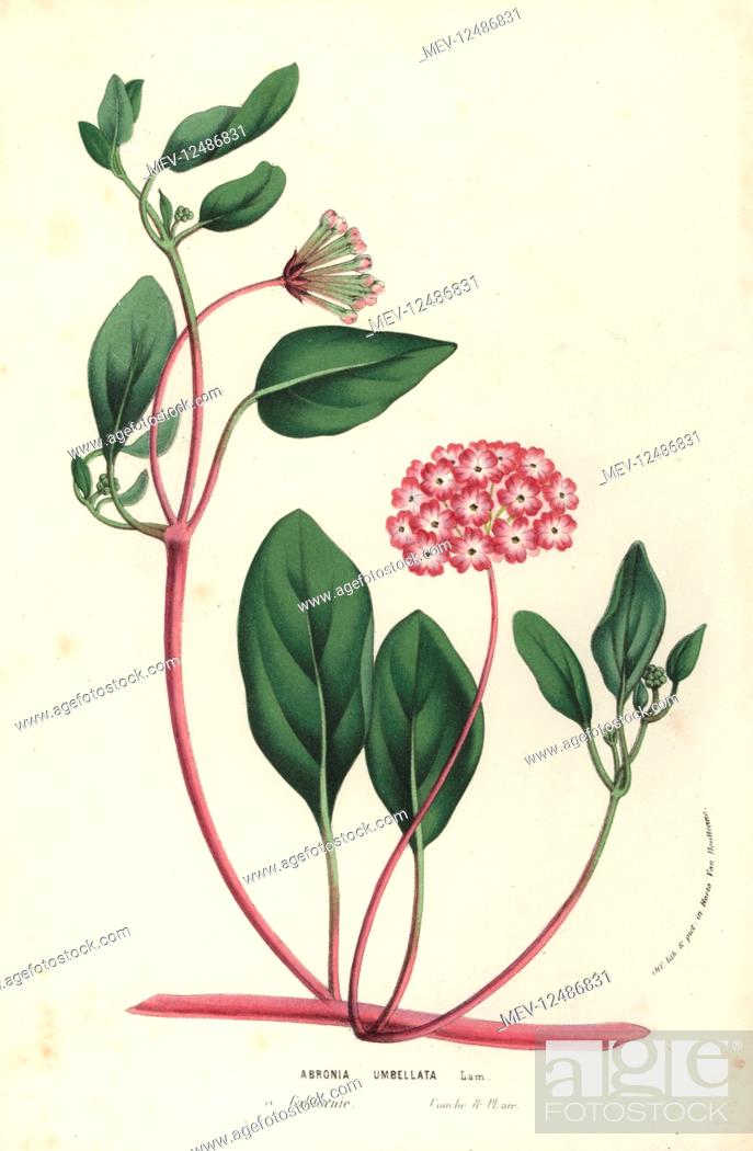Photo de stock: Pink sand verbena, Abronia umbellata. Handcoloured lithograph from Louis van Houtte and Charles Lemaire's Flowers of the Gardens and Hothouses of Europe.