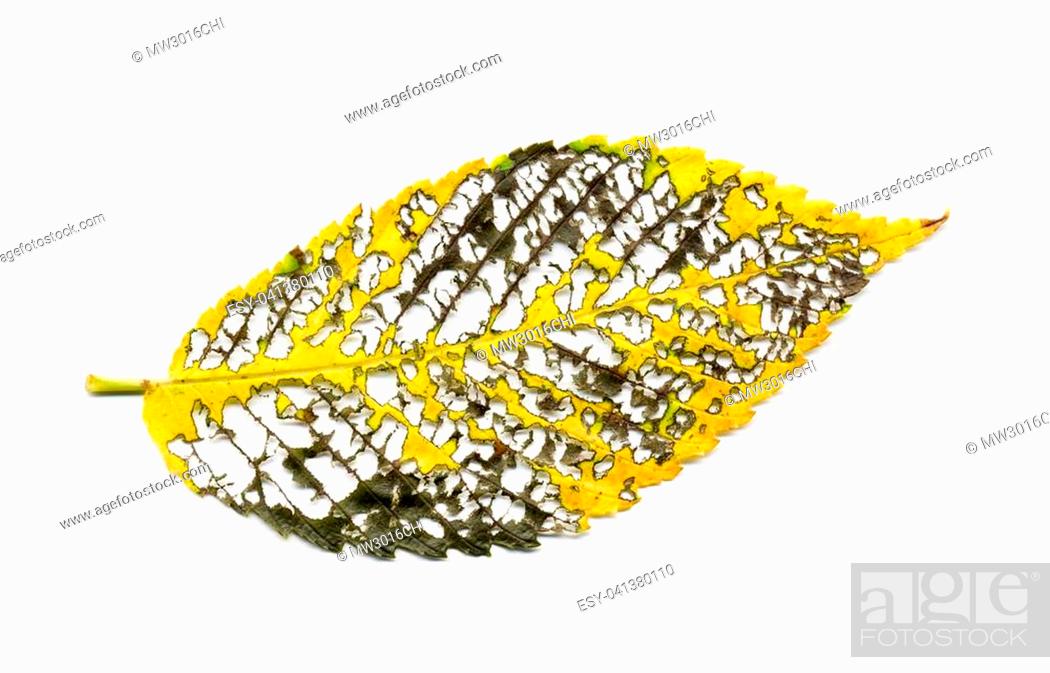 Stock Photo: Graphic abstract autumn elm leaf leaves skeletal vein structure on white background.