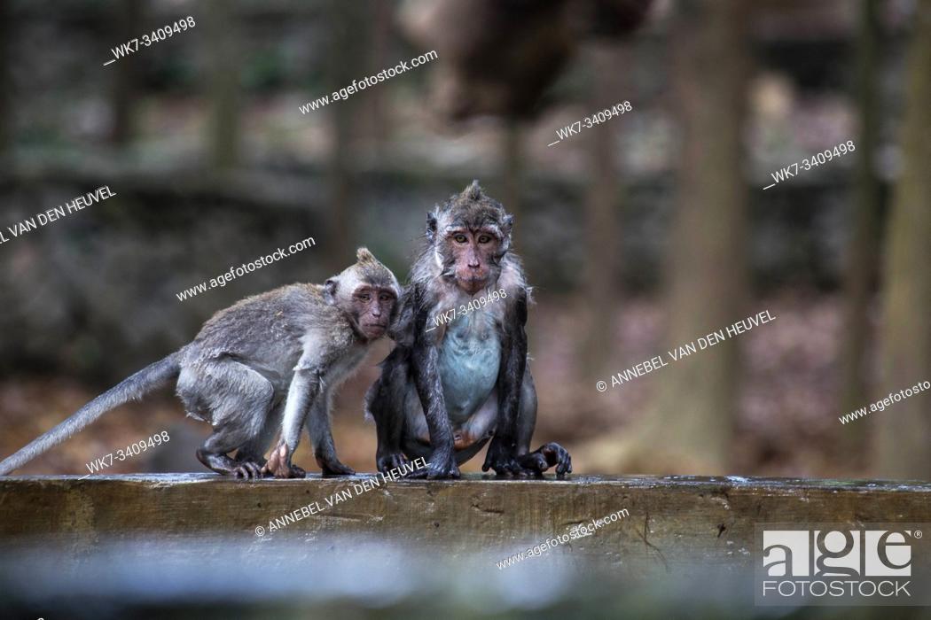 Stock Photo: The wet naughty mischievous monkey is playing on the pool in the Jungle close-up wildlife.