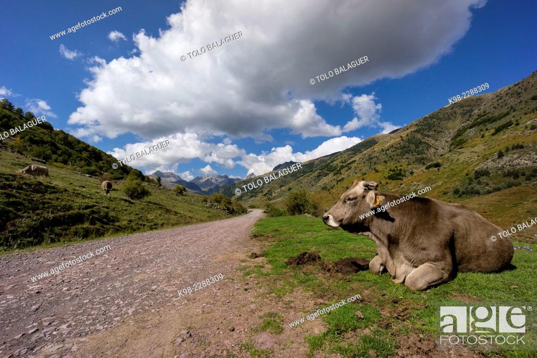 Stock Photo: vaca junto a la pista, valle de Guarrinza, pirineo aragones, Huesca, Spain.