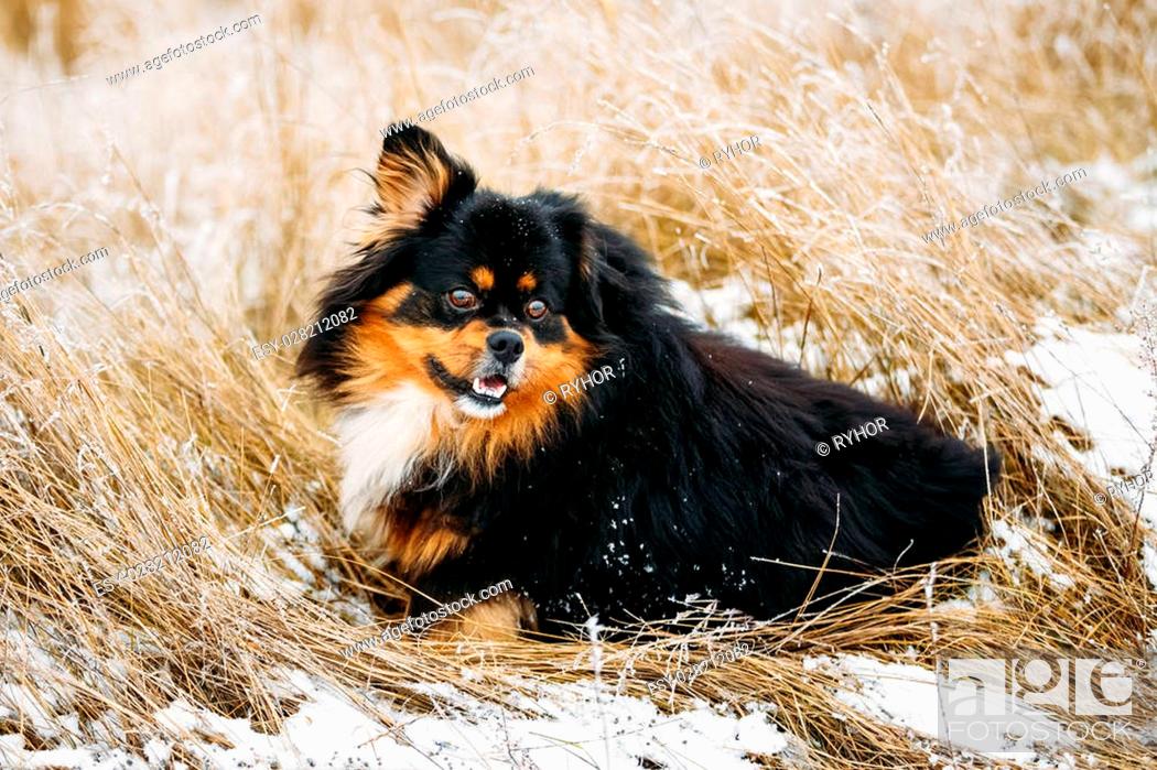 Stock Photo: Black And Brown Colors Pekingese Pekinese Peke Whelp Puppy Dog Sitting On Dry Grass, Winter Season.