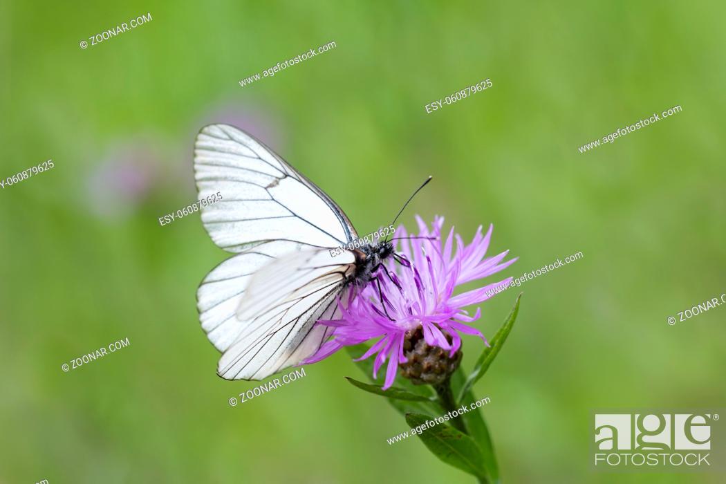 Stock Photo: Baum-Weissling, Aporia crataegi, Black-veined White butterfly.