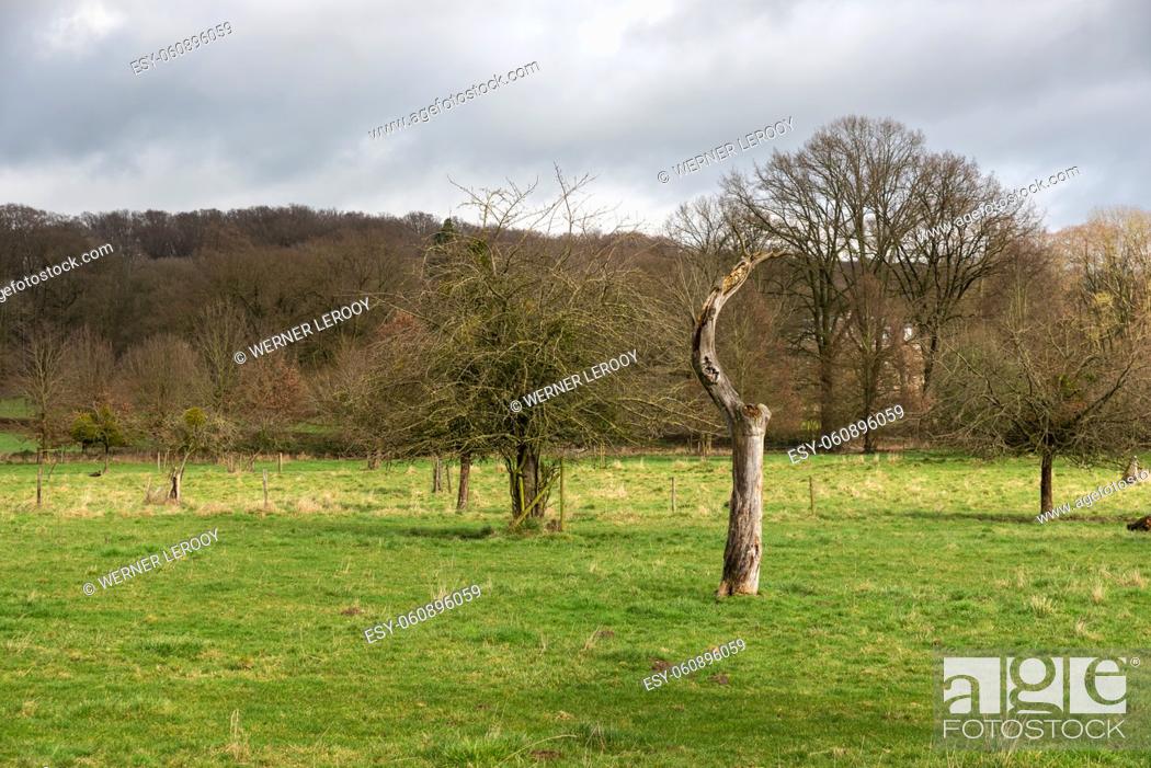 Stock Photo: Short stem fruit trees in the green fields at the Flemish countryside, Bierbeek, Belgium.