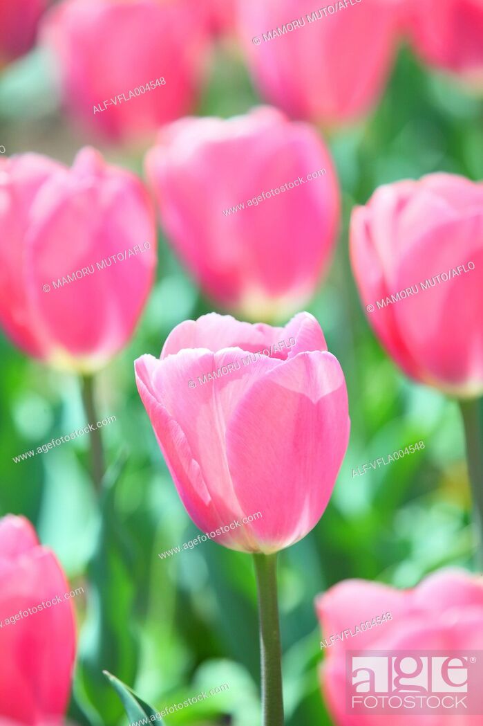 Stock Photo: Tulips.