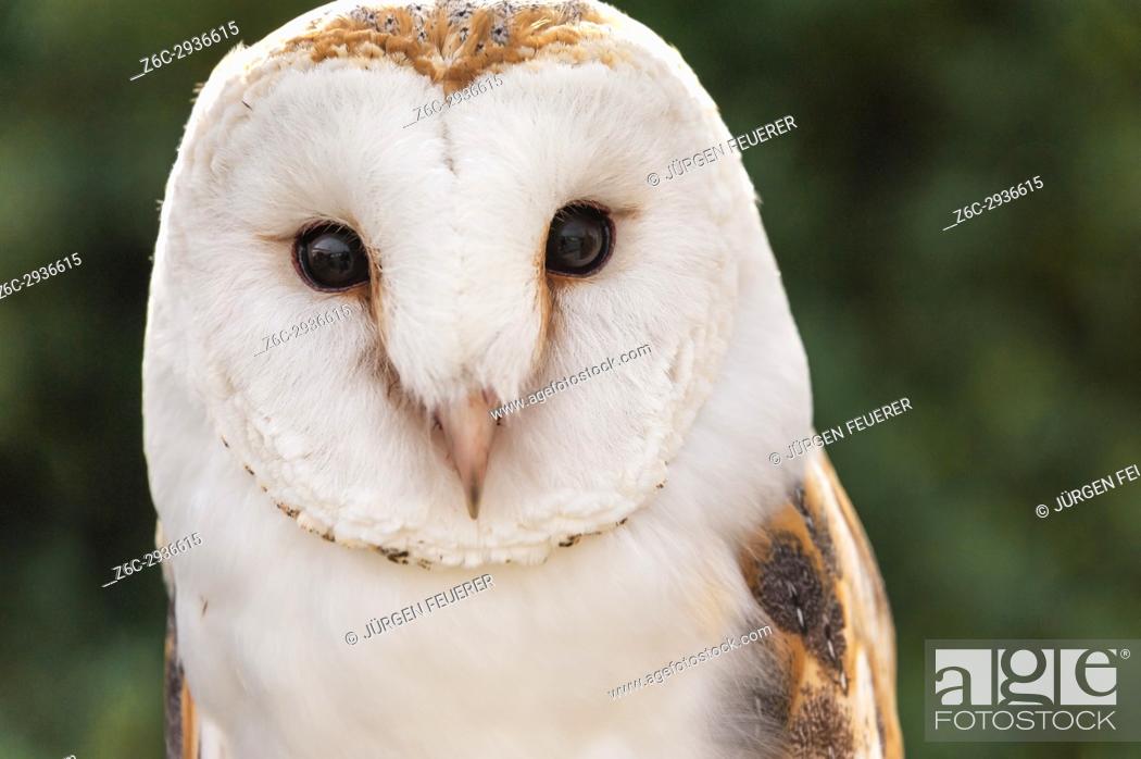 Stock Photo: Barn Owl, Tyto alba, front view, captive bird, taken in Zahara, Andalusia, Spain.