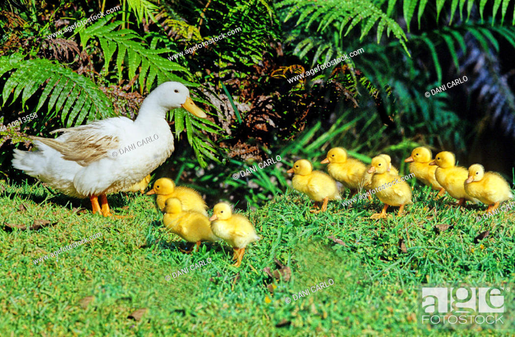 ducks, duck family, fledgling, young animals, shores, water, birds, bird,  animals, animal, Stock Photo, Picture And Rights Managed Image. Pic.  H44-10813558 | agefotostock