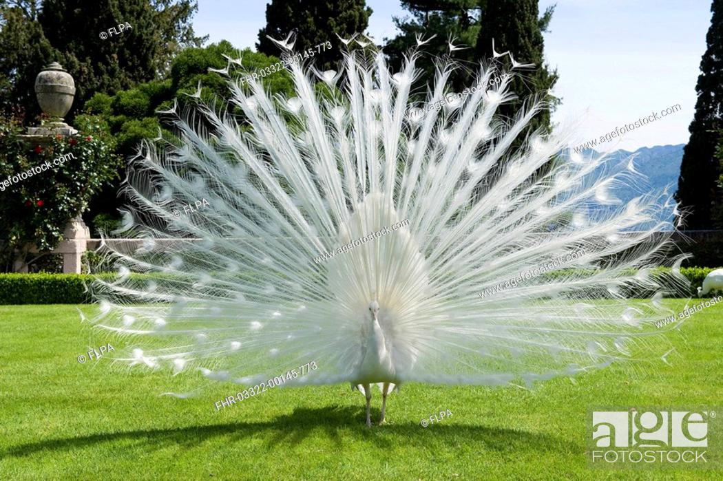 Stock Photo: Indian Peafowl Pavo cristatus albino, adult male, displaying, on lawn of formal garden, Isola Bella, Lake Maggiore, Piedmont, Italy.