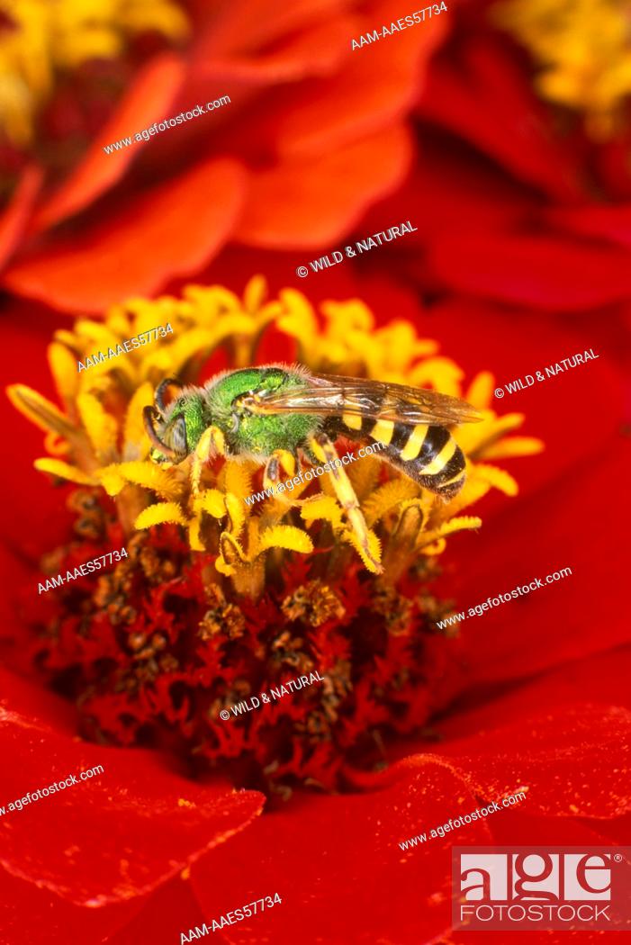 Stock Photo: Virescent Green Metallic Bee (Agapostemon virescens) on Zinnia Flower.