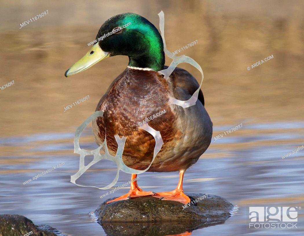 Mallard male with head entangled with plastic six-pack ring, Stock Photo,  Picture And Rights Managed Image. Pic. MEV-11676097 | agefotostock