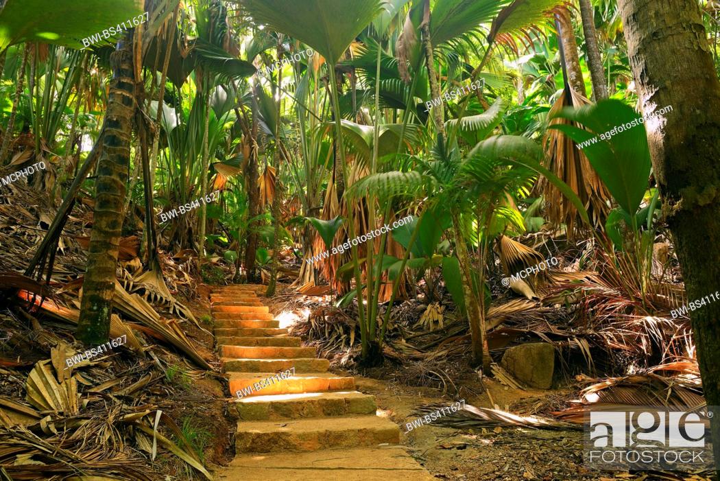 paths and vegetation at the Vallee de Mai National Park, Seychelles ...
