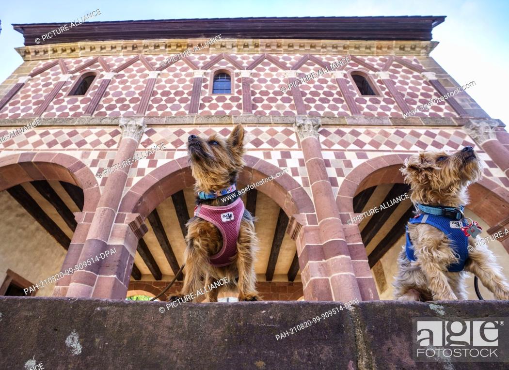 Stock Photo: 20 August 2021, Hessen, Lorsch: The two Yorkshire terriers Nelly (l) and Kai sit in front of the colourful sandstone façade of the Königshalle of the former.