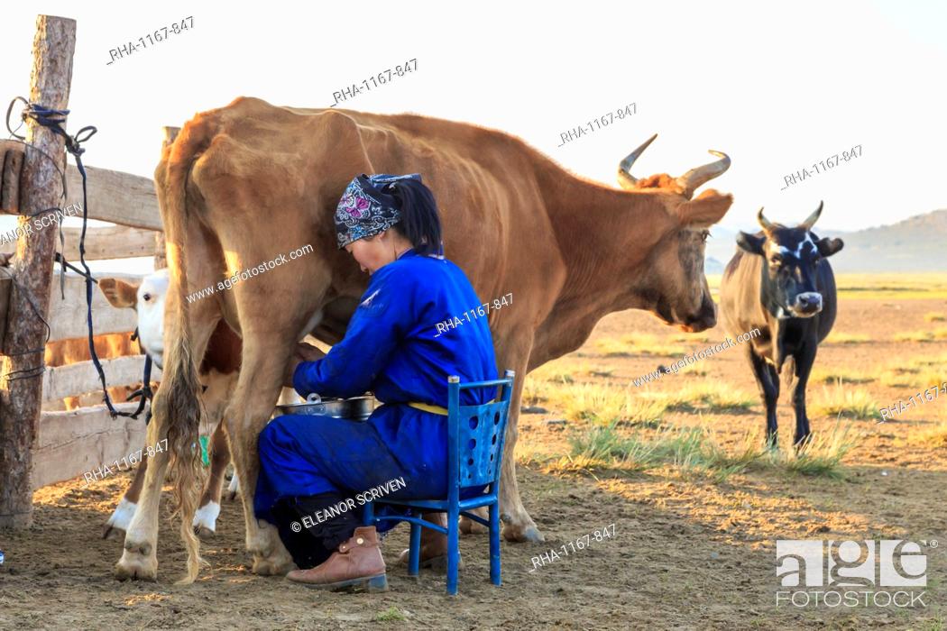 Stock Photo: Seated lady wearing traditional clothing (deel) milks cow, Summer dawn, Nomad camp, Gurvanbulag, Bulgan, Northern Mongolia, Central Asia, Asia.