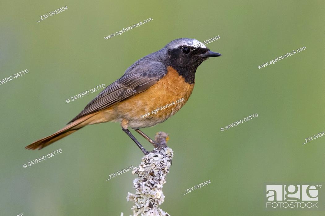 Imagen: Common Redstart (Phoenicurus phoenicurus), side view of an adult male perched on a branch, Campania, Italy.