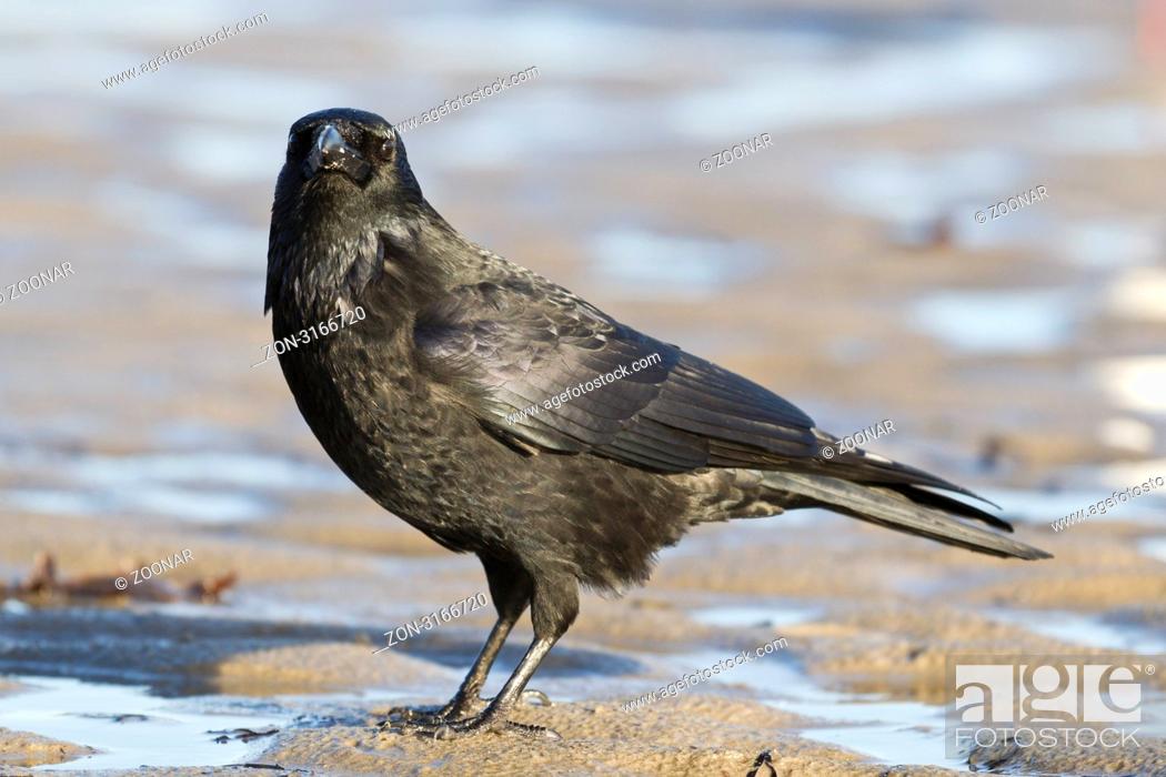 Stock Photo: Kolkrabe Corvus corax am Strand - Common Raven Corvus corax on the beach.