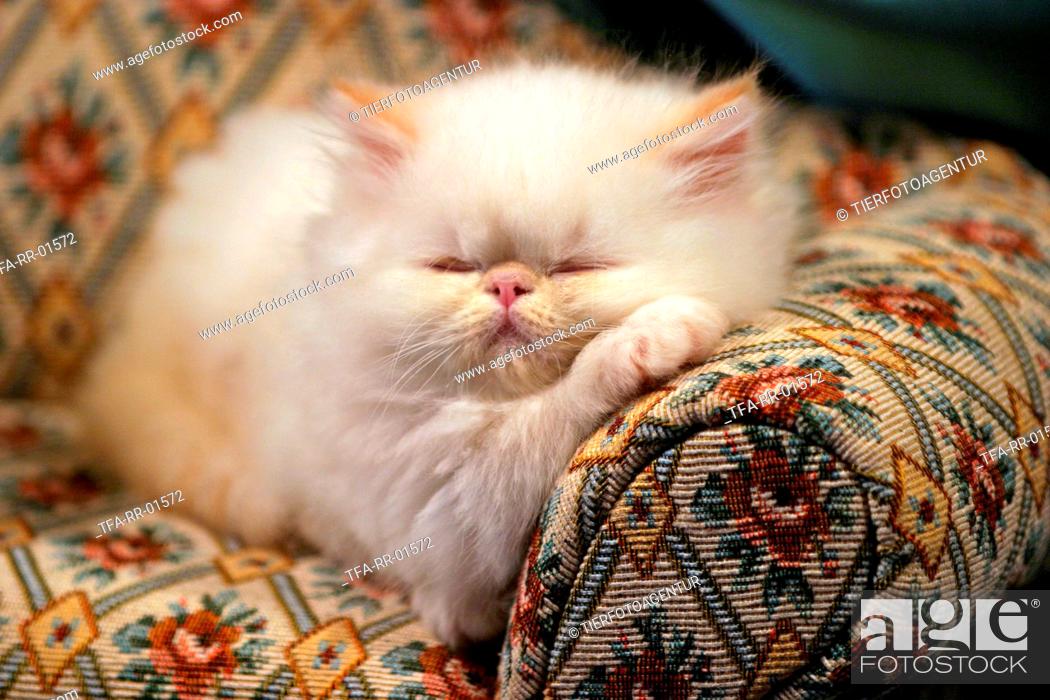 Www persian kitty com