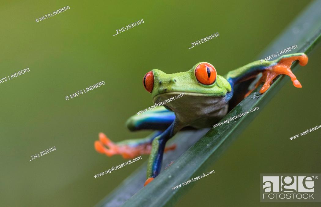 Stock Photo: Red-eyed tree frog, Agalychnis callidryas, climbing on a leaf, looking in to the camera, Laguna del Lagarto, Boca Tapada, San Carlos, Costa Rica.