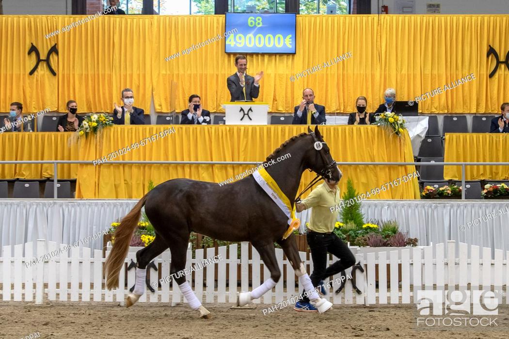 Stock Photo: 24 October 2020, Lower Saxony, Verden: The premium stallion (by Sezuan - Sir Donnerhall I) achieved the highest bid at the auction of the stallion licensing.