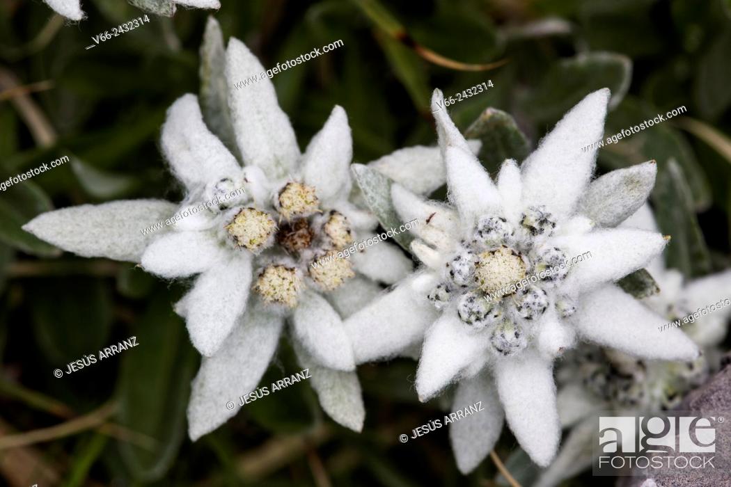 Stock Photo: Edelweiss.