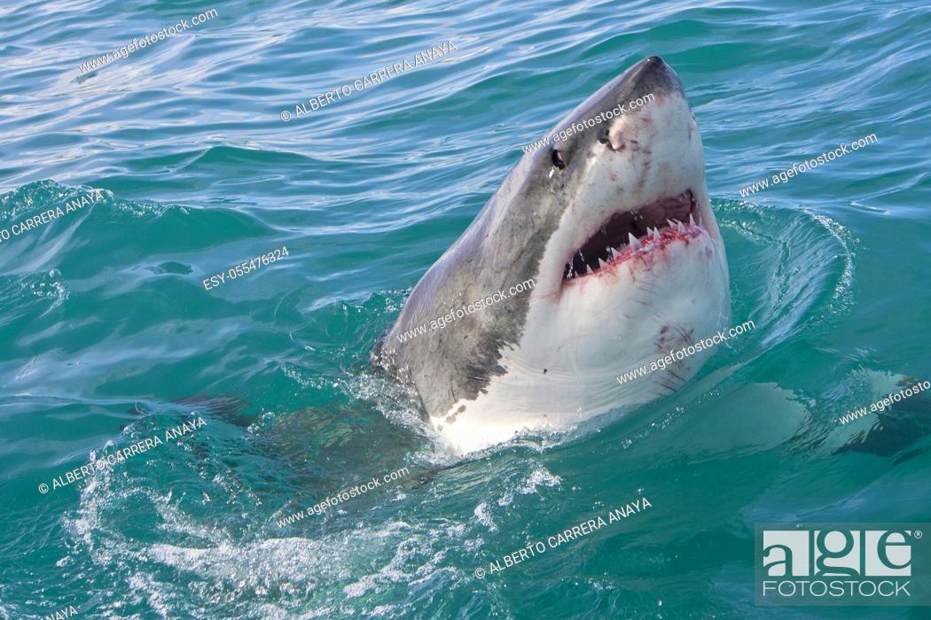 Stock Photo: Great White Shark, Carcharodon carcharias, Gansbaai, Western Cape, South Africa, Africa.