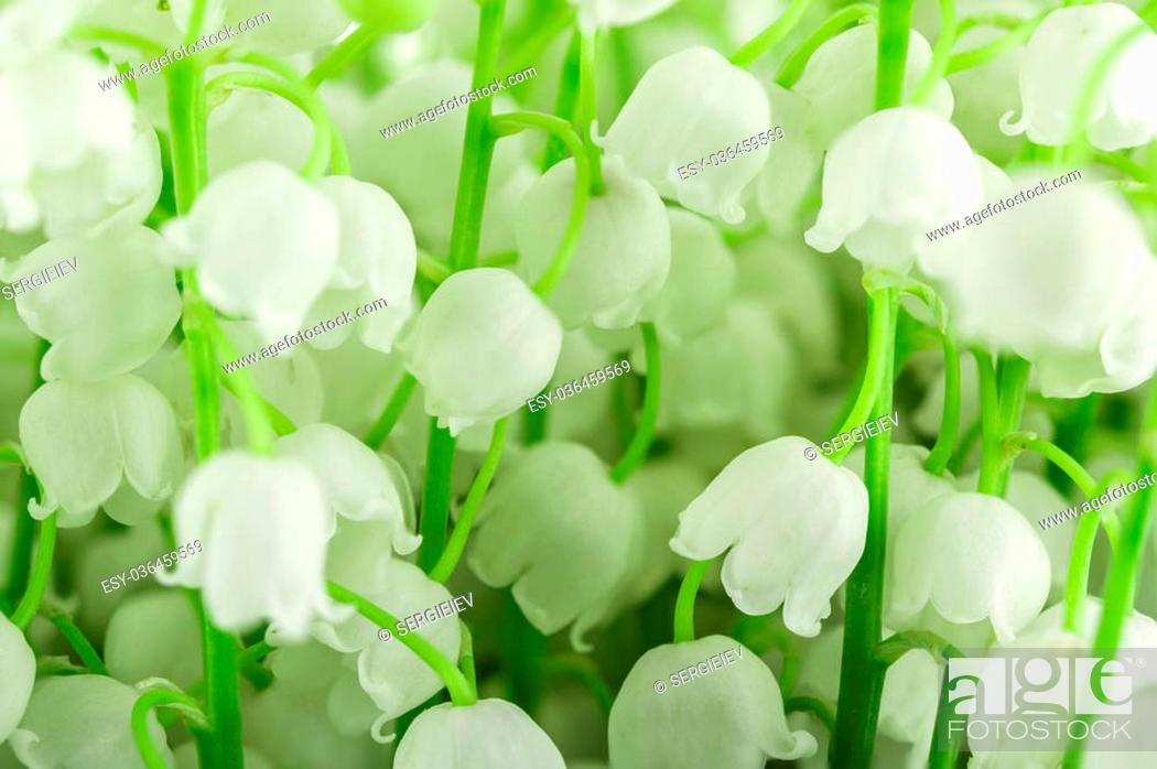 Stock Photo: bouquet of may-lily on a green background.