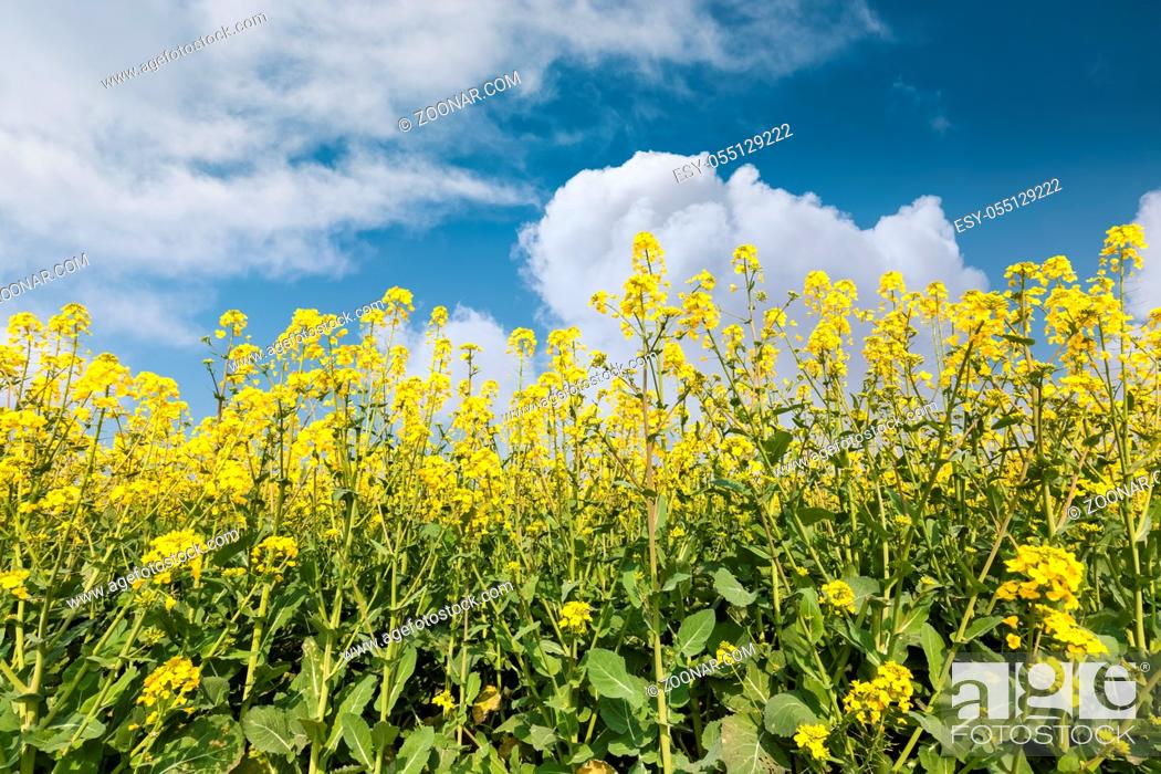 Stock Photo: rapeseed flowers against a blue sky, springtime nature landscape.